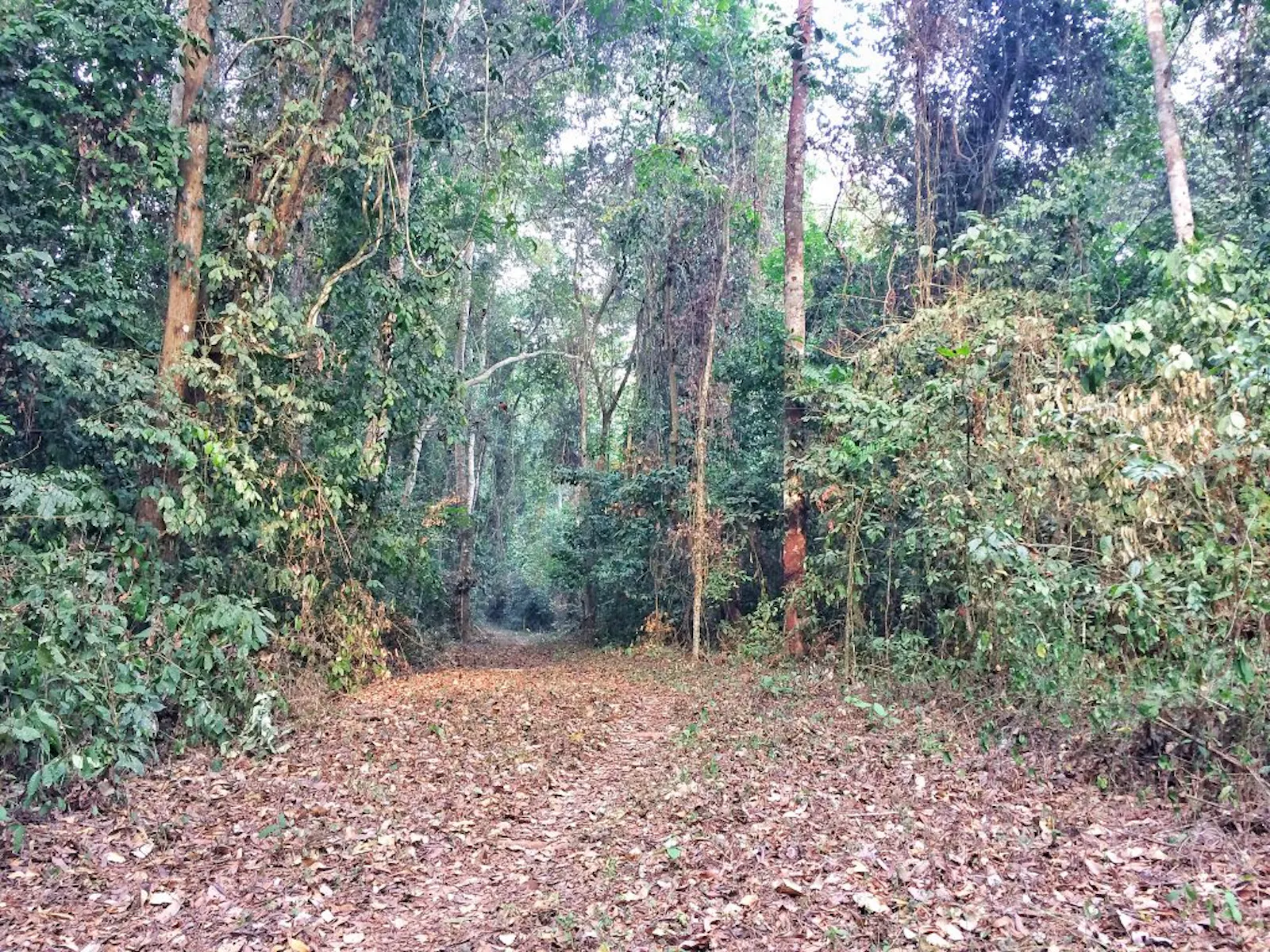 Nigerian Lowland Forests One Earth